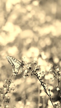 Szary + Sepia