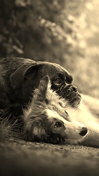 Szary + Sepia