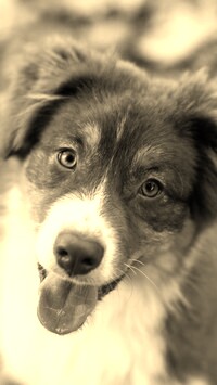 Szary + Sepia