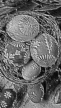 Skamielina