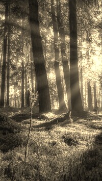 Szary + Sepia