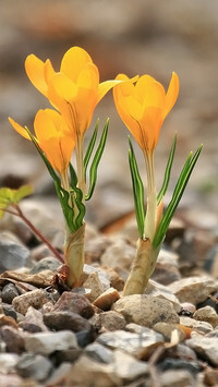 Oryginalny obrazek