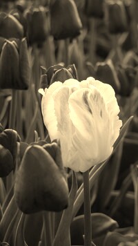 Szary + Sepia