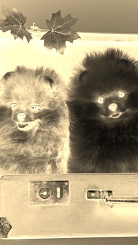 Sepia + Negatyw