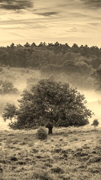 Szary + Sepia