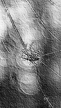Skamielina