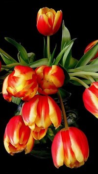 Oryginalny obrazek
