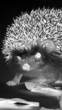 Szary + Negatyw