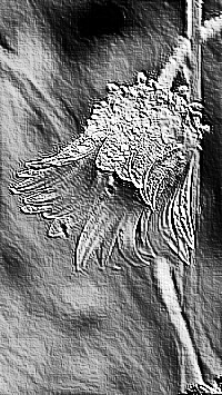 Skamielina