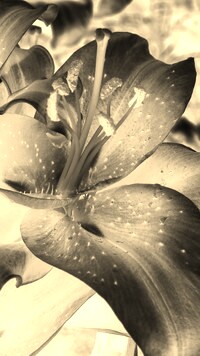 Sepia + Negatyw