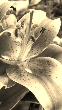 Sepia