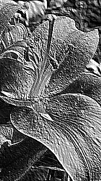Skamielina