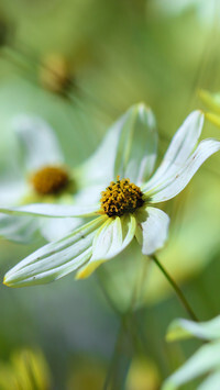 Oryginalny obrazek