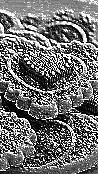 Skamielina