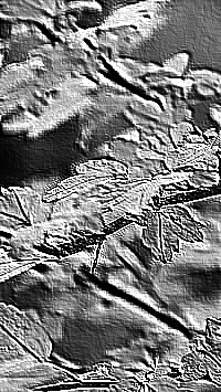 Skamielina