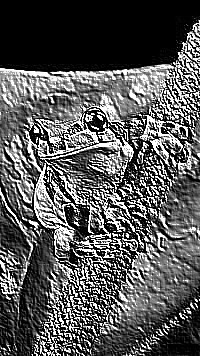 Skamielina