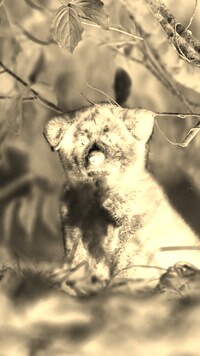Sepia + Negatyw