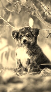 Szary + Sepia
