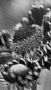 Skamielina