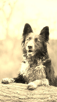 Sepia