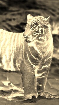 Sepia + Negatyw