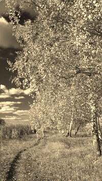 Szary + Sepia