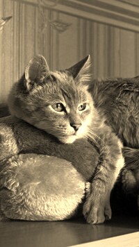 Szary + Sepia