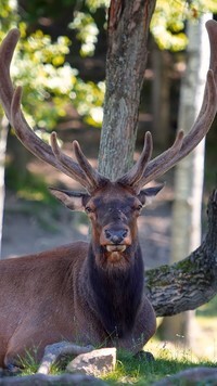 Oryginalny obrazek