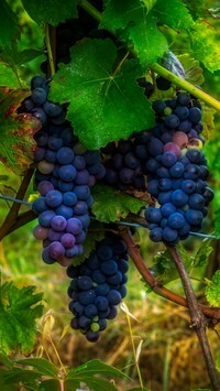 Oryginalny obrazek