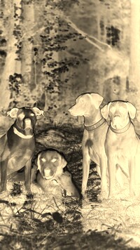 Sepia + Negatyw