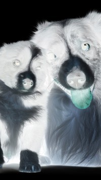 Negatyw