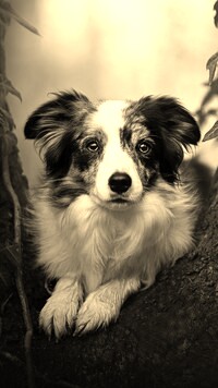 Szary + Sepia