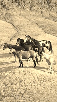 Szary + Sepia