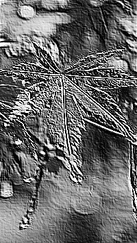 Skamielina