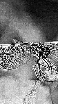 Skamielina
