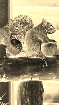 Sepia + Negatyw