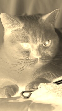 Sepia + Negatyw