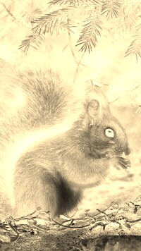 Sepia + Negatyw