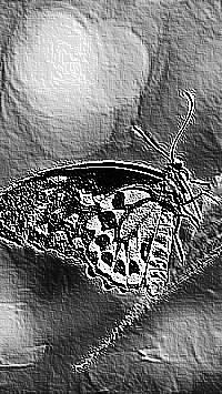 Skamielina