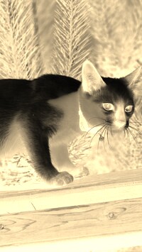 Sepia + Negatyw