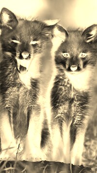 Sepia + Negatyw