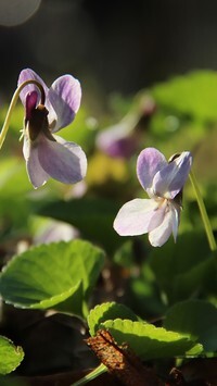 Oryginalny obrazek
