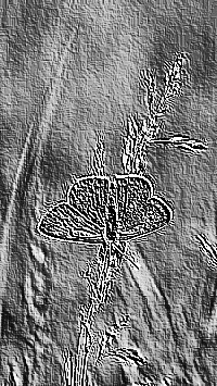 Skamielina