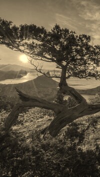 Szary + Sepia