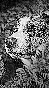Skamielina