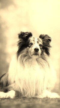 Szary + Sepia