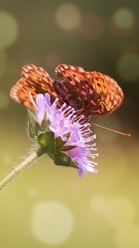Oryginalny obrazek