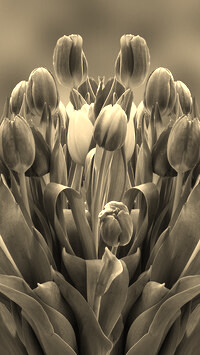 Szary + Sepia