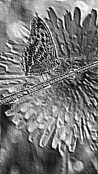 Skamielina