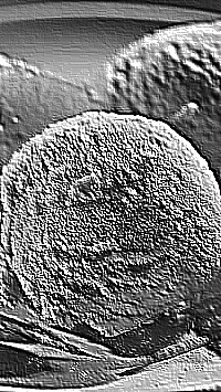 Skamielina